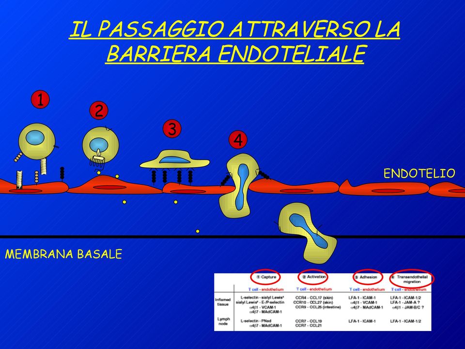 BARRIERA ENDOTELIALE