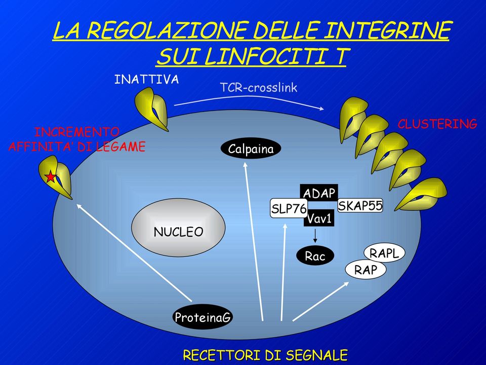 INCREMENTO AFFINITA DI LEGAME Calpaina