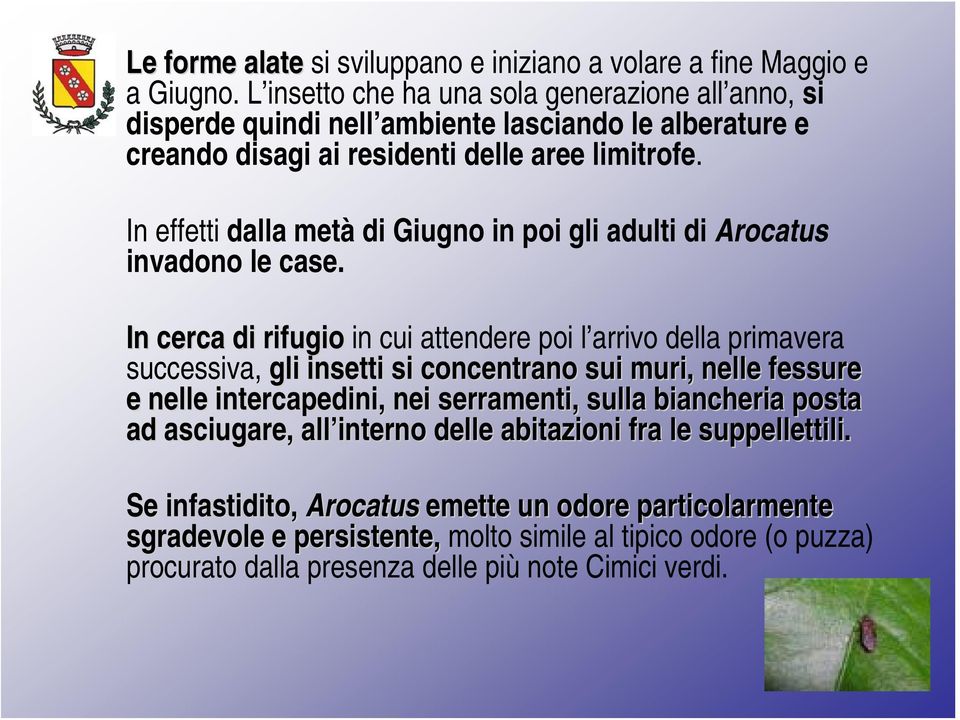 In effetti dalla metà di Giugno in poi gli adulti di Arocatus invadono le case.