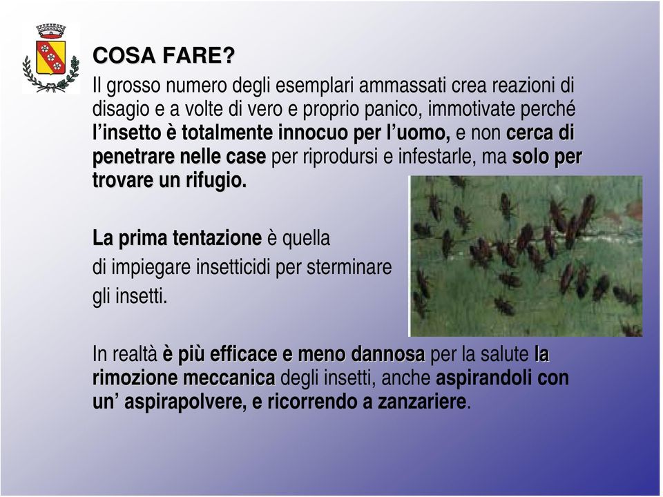 insetto è totalmente innocuo per l uomo, e non cerca di penetrare nelle case per riprodursi e infestarle, ma solo per trovare un