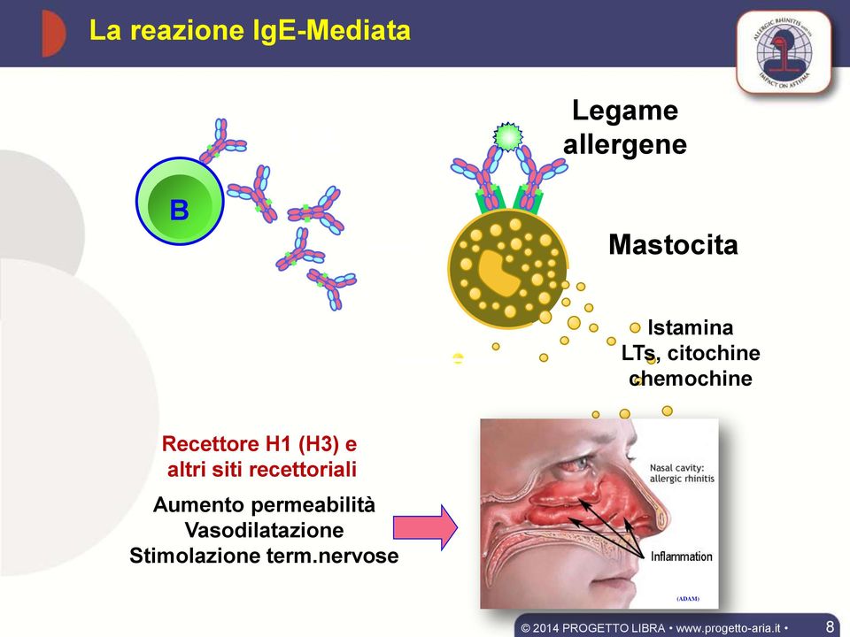 Recettore H1 (H3) e altri siti recettoriali Aumento