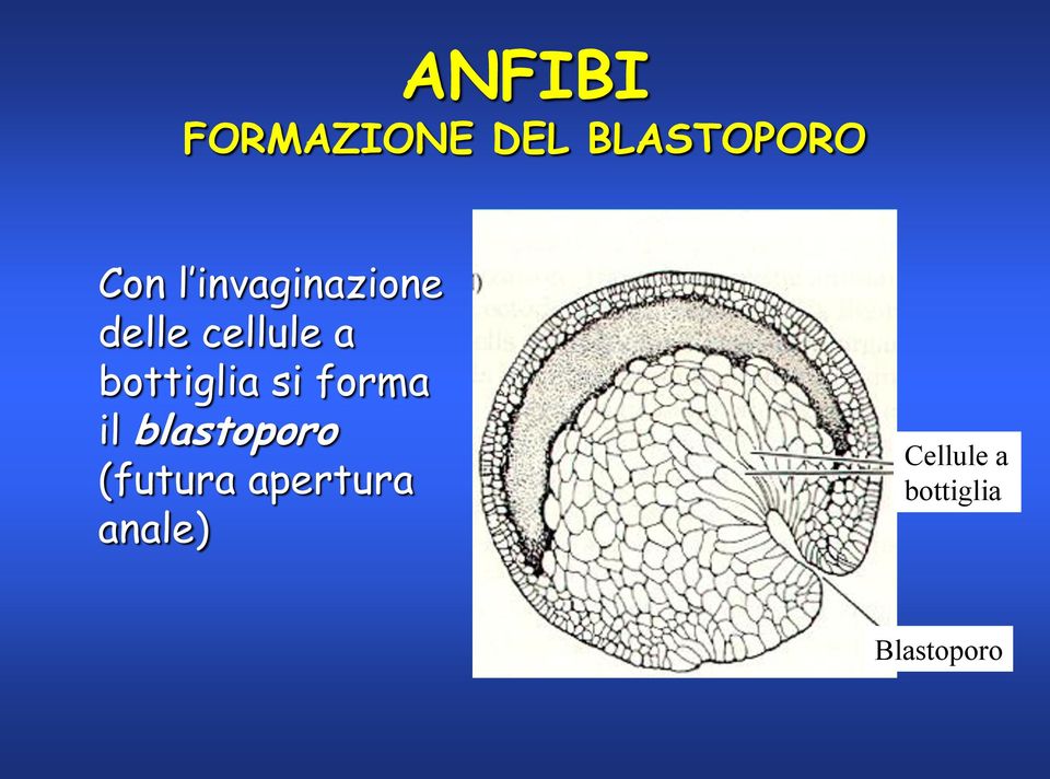 bottiglia si forma il blastoporo