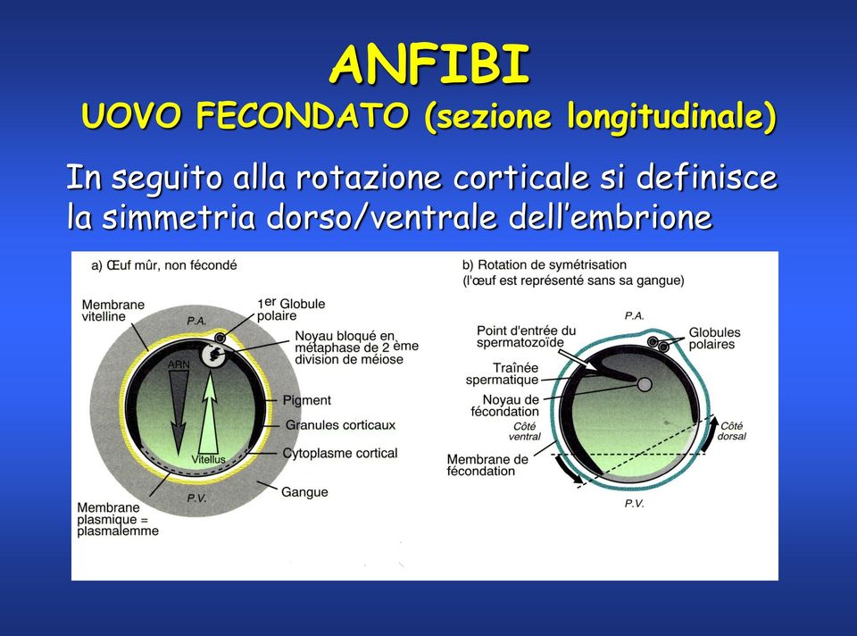 rotazione corticale si definisce