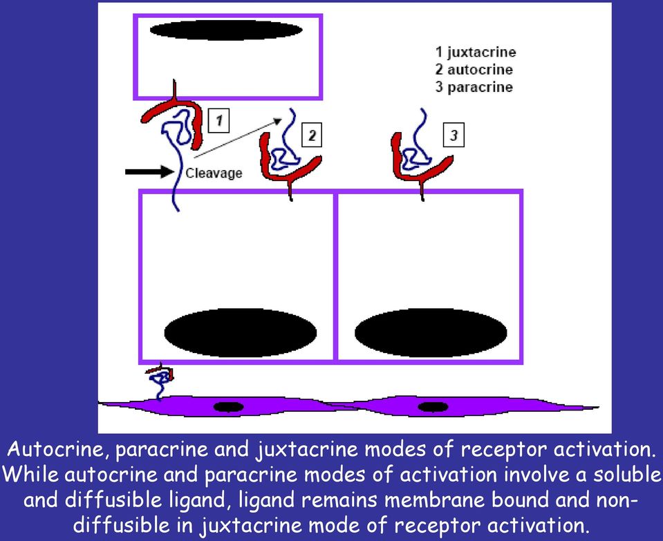While autocrine and paracrine modes of activation involve a