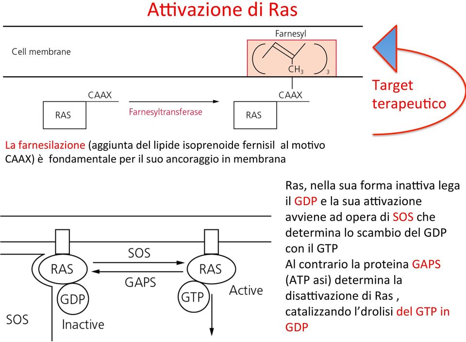 GDP e la sua aavazione avviene ad opera di SOS che determina lo scambio del GDP con il GTP Al