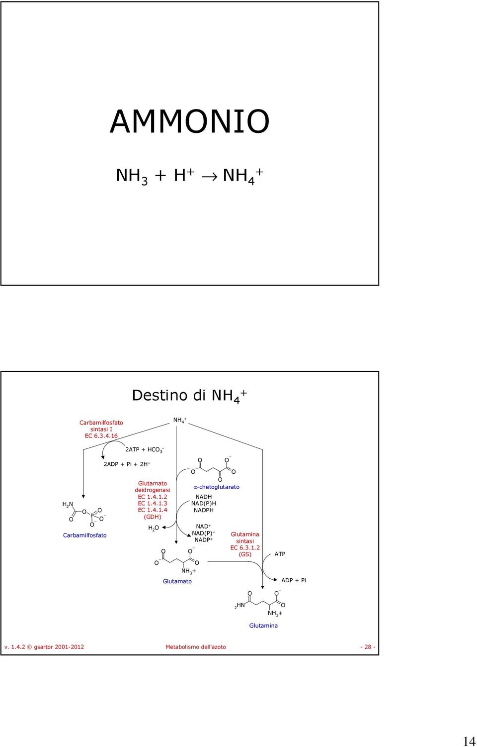Glutamato Glutamina EC 6.3.1.2 (GS) 2 AD i 3 Glutamina v. 1.4.