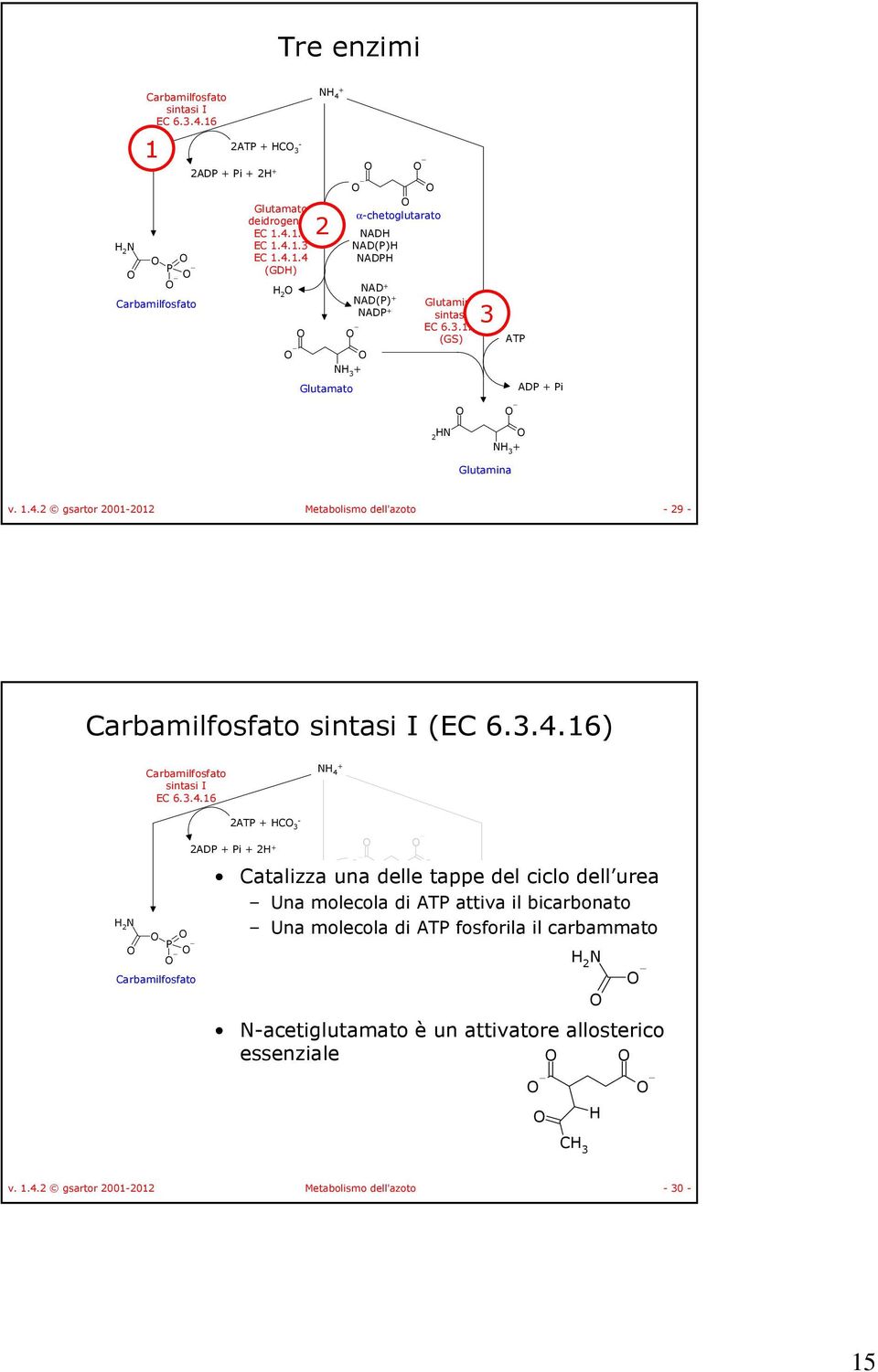 4.1.2 EC 1.4.1.3 EC 1.4.1.4 (GD) α-chetoglutarato Catalizza una delle tappe del ciclo dell urea Una molecola di attiva il bicarbonato Una molecola di fosforila il carbammato AD AD() AD AD 2 AD() Glutamina AD EC 6.