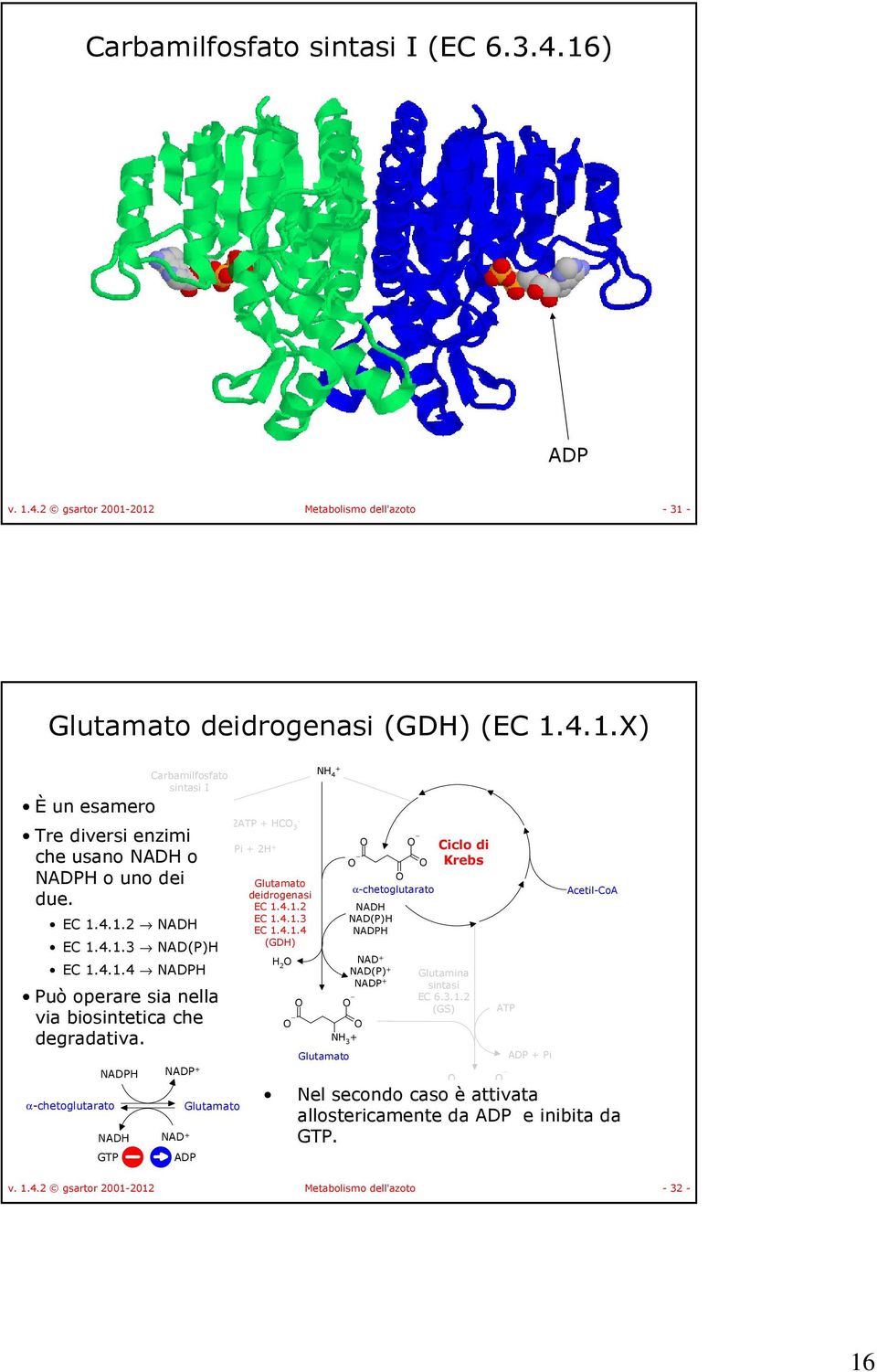 α-chetoglutarato AD AD AD AD GT 2 C 3-2AD i 2 Glutamato AD Glutamato deidrogenasi EC 1.4.1.2 EC 1.4.1.3 EC 1.4.1.4 (GD) 2 4 α-chetoglutarato AD AD() AD AD AD() AD 3 Glutamato Ciclo di Krebs Glutamina EC 6.