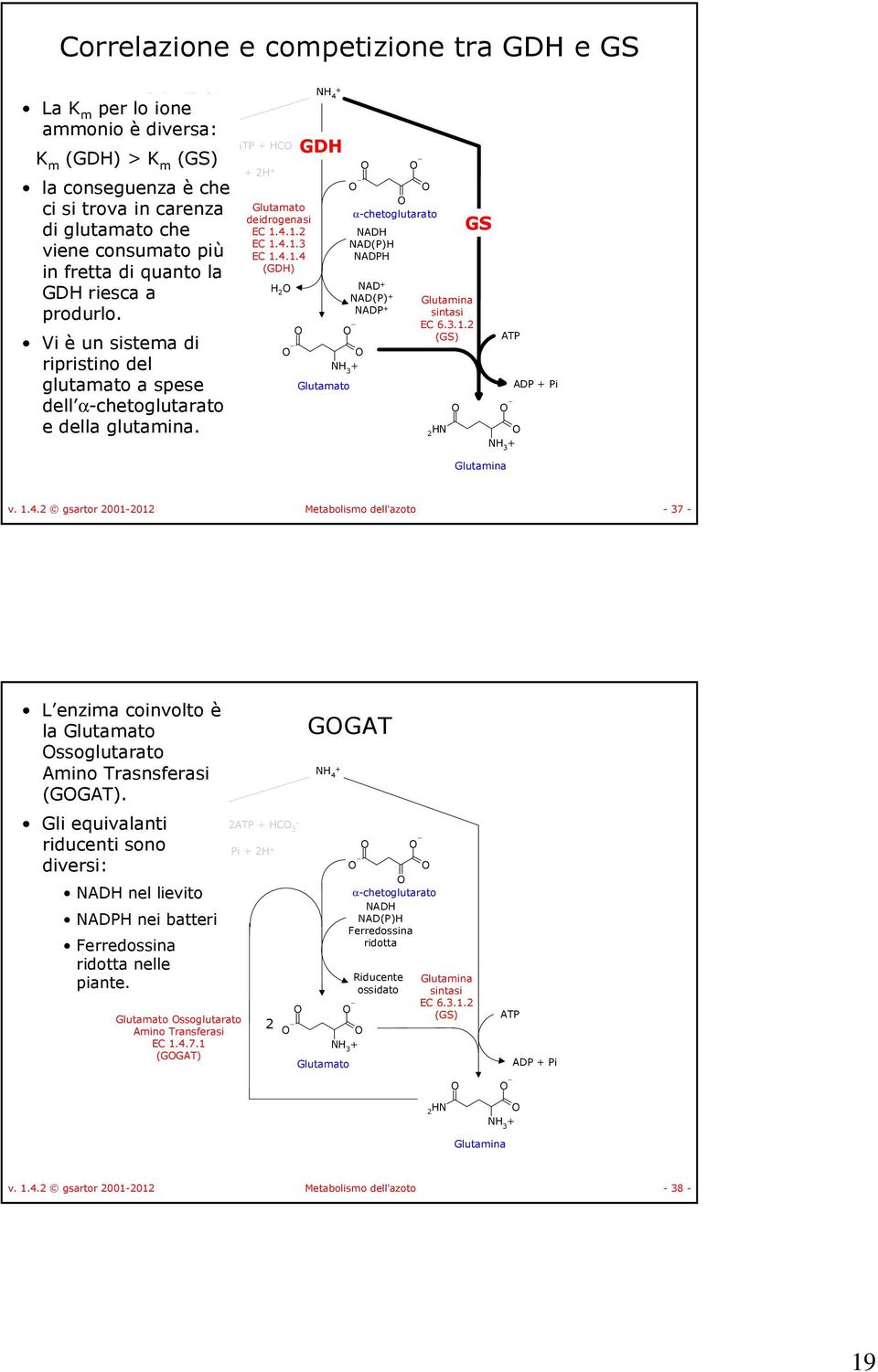 riesca a produrlo. Vi è un sistema di ripristino del glutamato a spese dell α-chetoglutarato e della glutamina. Glutamato deidrogenasi EC 1.