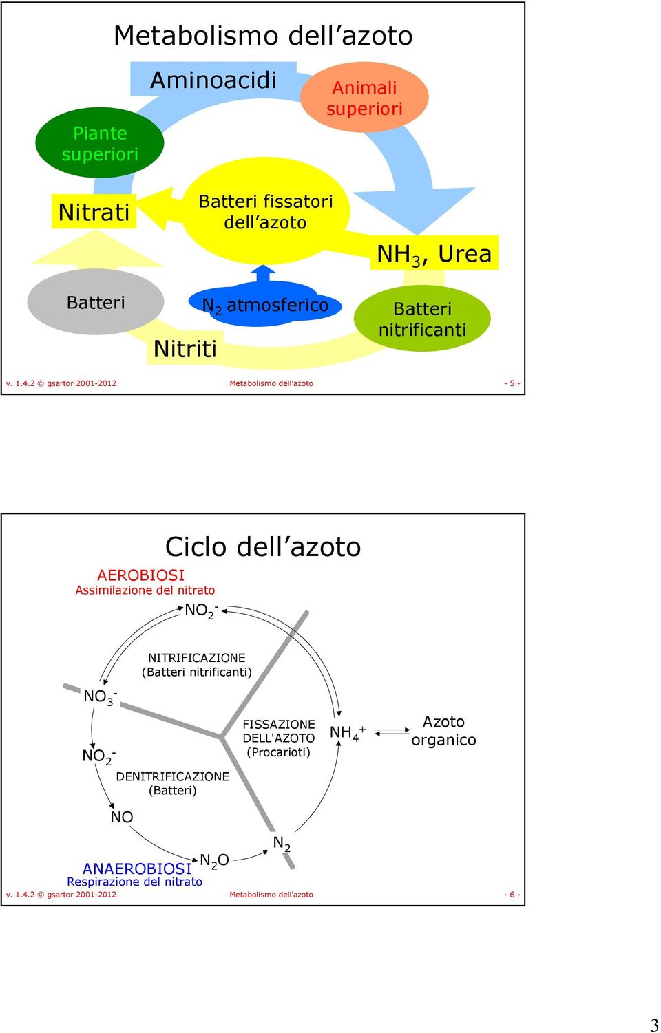 2 gsartor 2001-2012 Metabolismo dell'azoto - 5 - AERBISI Assimilazione del nitrato - 2 Ciclo dell azoto ITRIFICAZIE