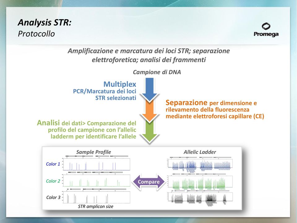 con l allelic ladderm per identificare l allele Campione di DNA Separazione per dimensione e rilevamento della