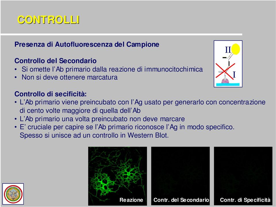 concentrazione di cento volte maggiore di quella dell Ab L Ab primario una volta preincubato non deve marcare E cruciale per capire se l