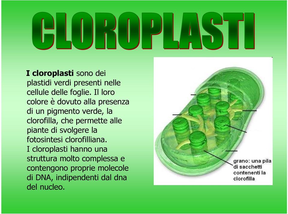 permette alle piante di svolgere la fotosintesi clorofilliana.
