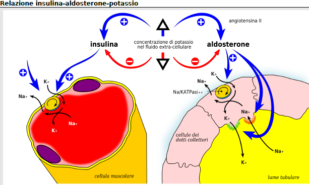 Aldosterone L'aldosterone stimola l escrezione tubulare di K +, e l'increzione di aldosterone è stimolata dalla kaliemia: maggiore la concentrazione di potassio plasmatico, maggiore l'increzione di