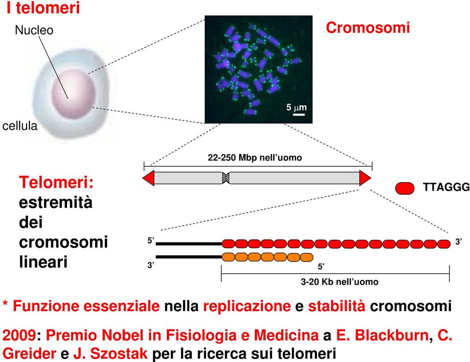 essenziale nella replicazione e stabilità cromosomi 2009: Premio Nobel in
