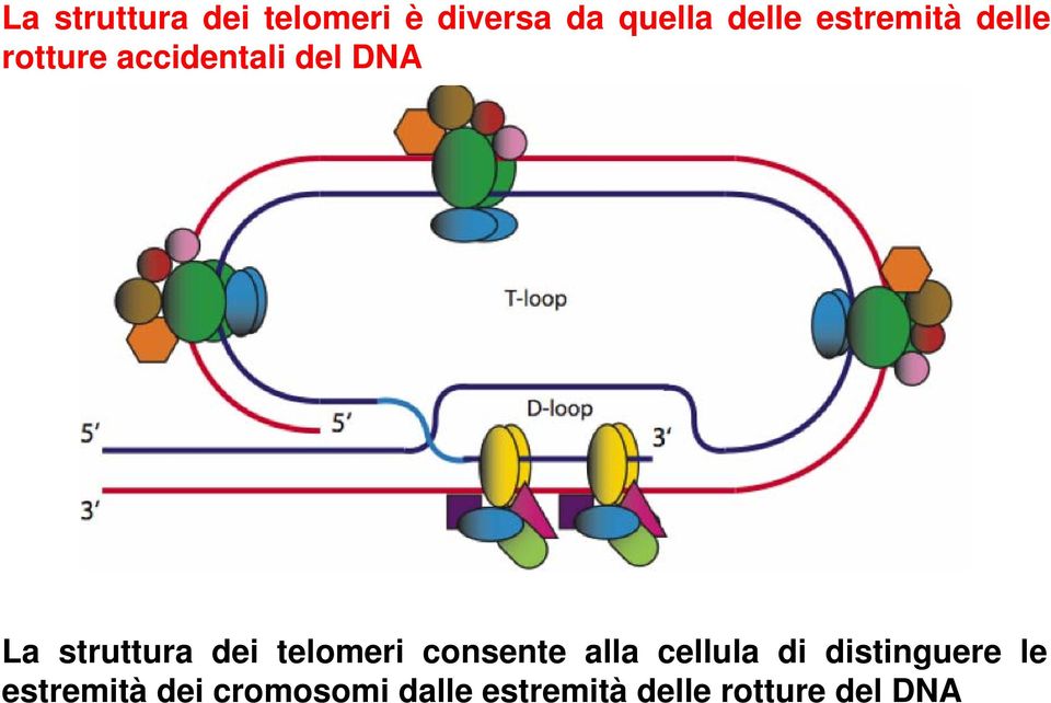 struttura dei telomeri consente alla cellula di