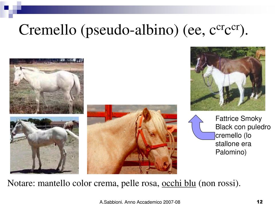 stallone era Palomino) Notare: mantello color crema,