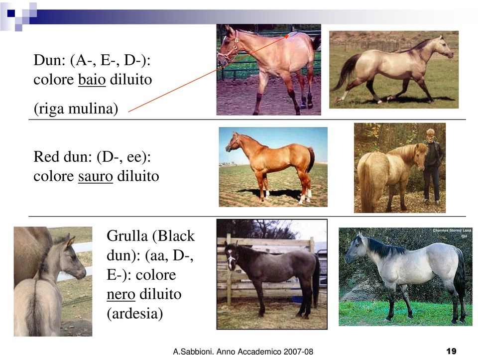 Grulla (Black dun): (aa, D-, E-): colore nero