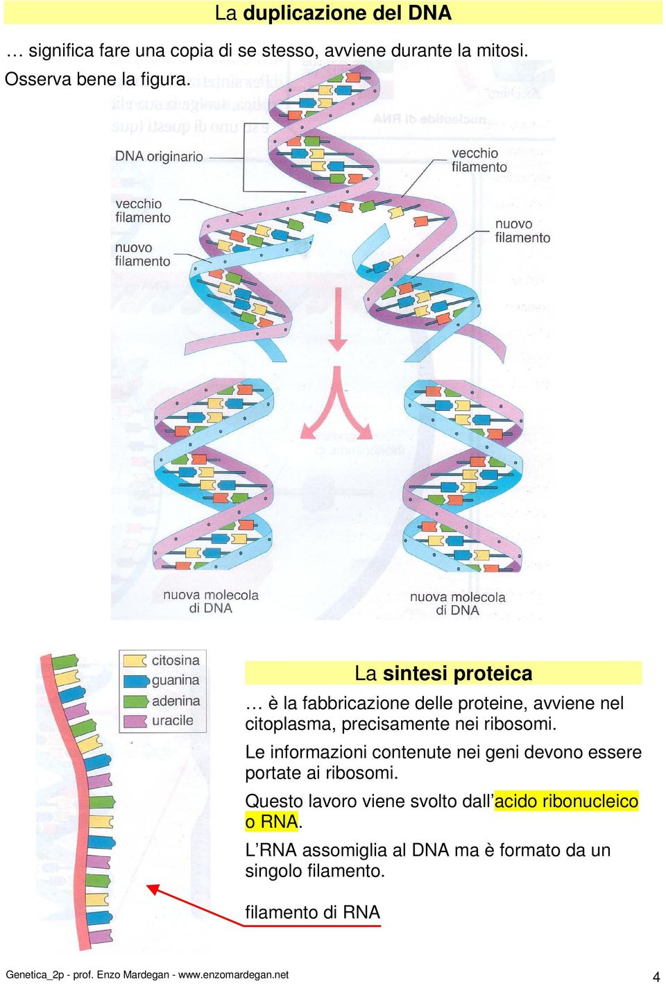 Le informazioni contenute nei geni devono essere portate ai ribosomi.