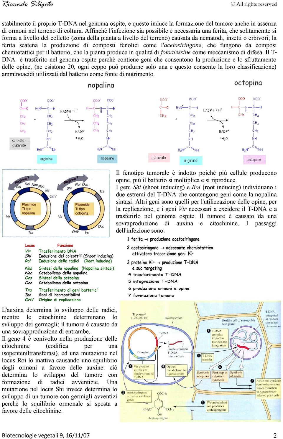 ferita scatena la produzione di composti fenolici come l'acetosiringone, che fungono da composi chemiotattici per il batterio, che la pianta produce in qualità di fotoalessine come meccanismo di