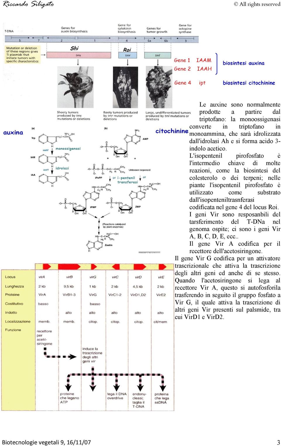 dall'isopenteniltrasnferasi codificata nel gene 4 del locus Roi. I geni Vir sono resposanbili del tarsferimento del T-DNa nel genoma ospite; ci sono i geni Vir A, B, C, D, E, ecc.