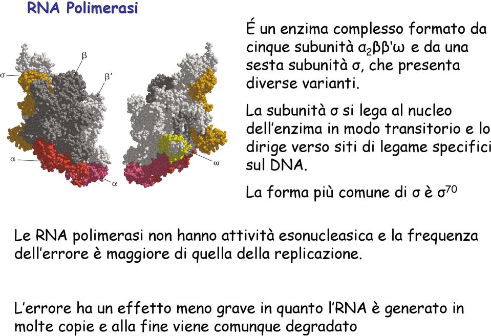 La forma più comune di σ è σ 70 Le RNA polimerasi non hanno attività esonucleasica e la frequenza dell errore è maggiore di