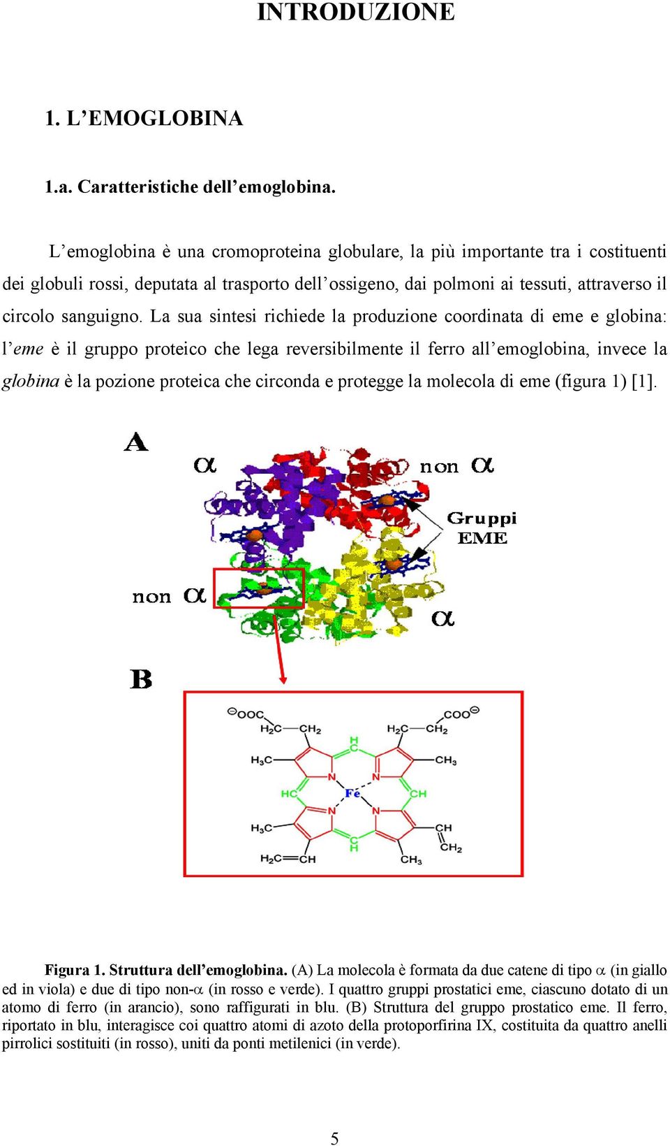 La sua sintesi richiede la produzione coordinata di eme e globina: l eme è il gruppo proteico che lega reversibilmente il ferro all emoglobina, invece la globina è la pozione proteica che circonda e