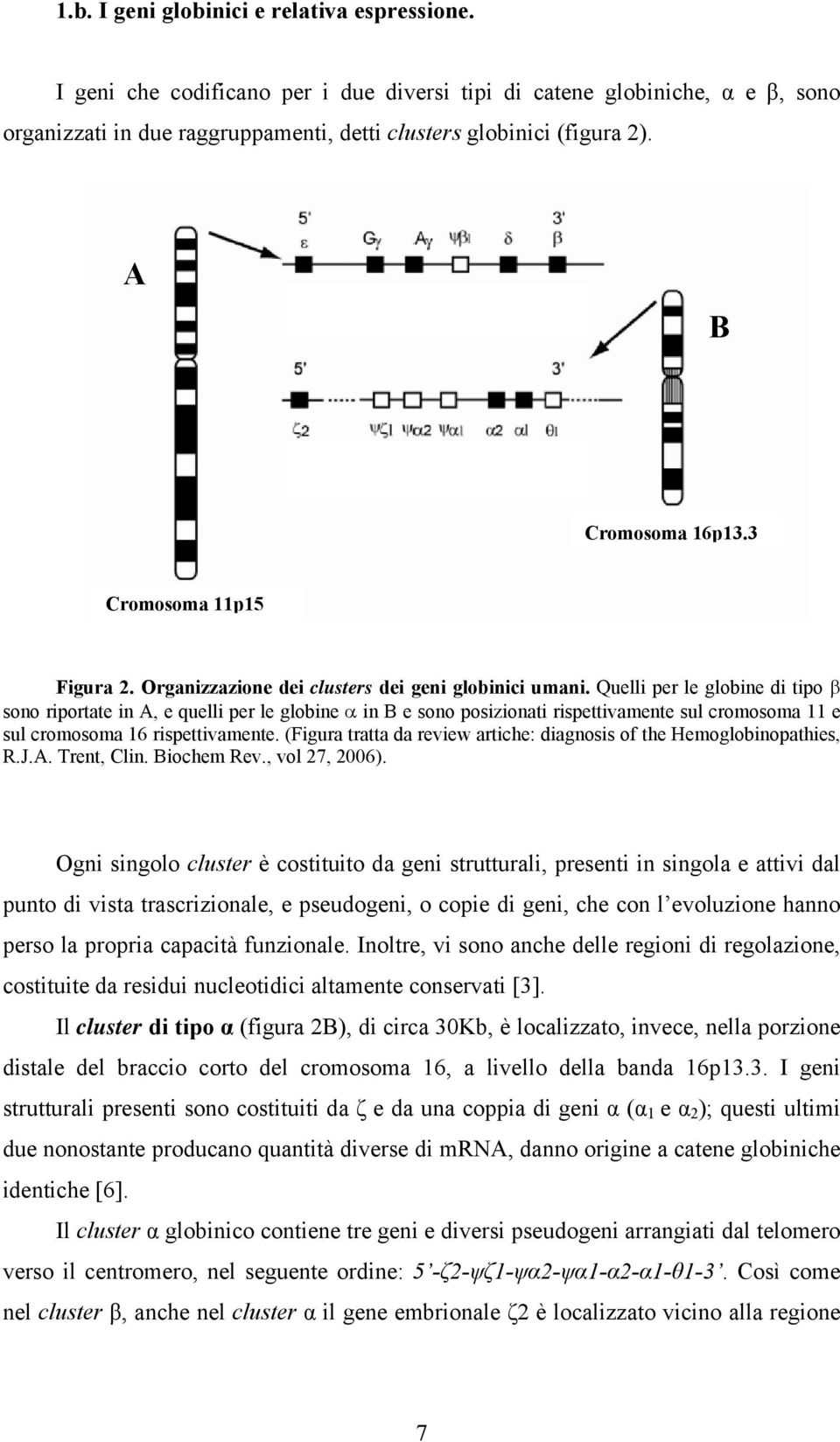 Quelli per le globine di tipo β sono riportate in A, e quelli per le globine α in B e sono posizionati rispettivamente sul cromosoma 11 e sul cromosoma 16 rispettivamente.