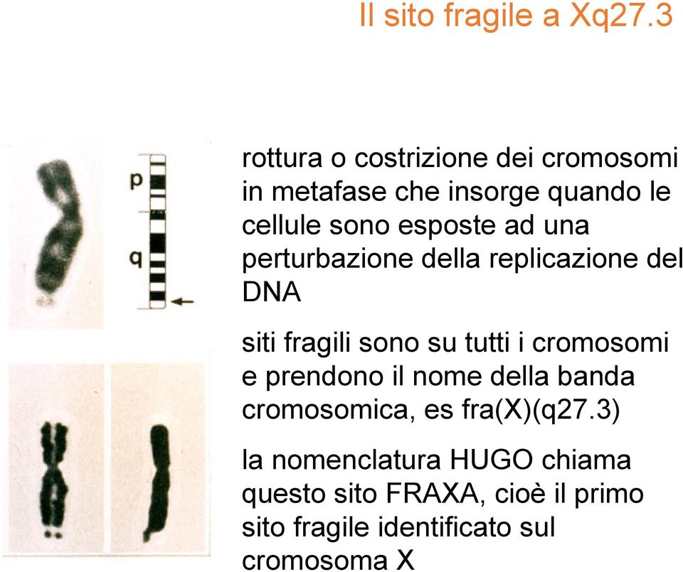 esposte ad una perturbazione della replicazione del DNA siti fragili sono su tutti i