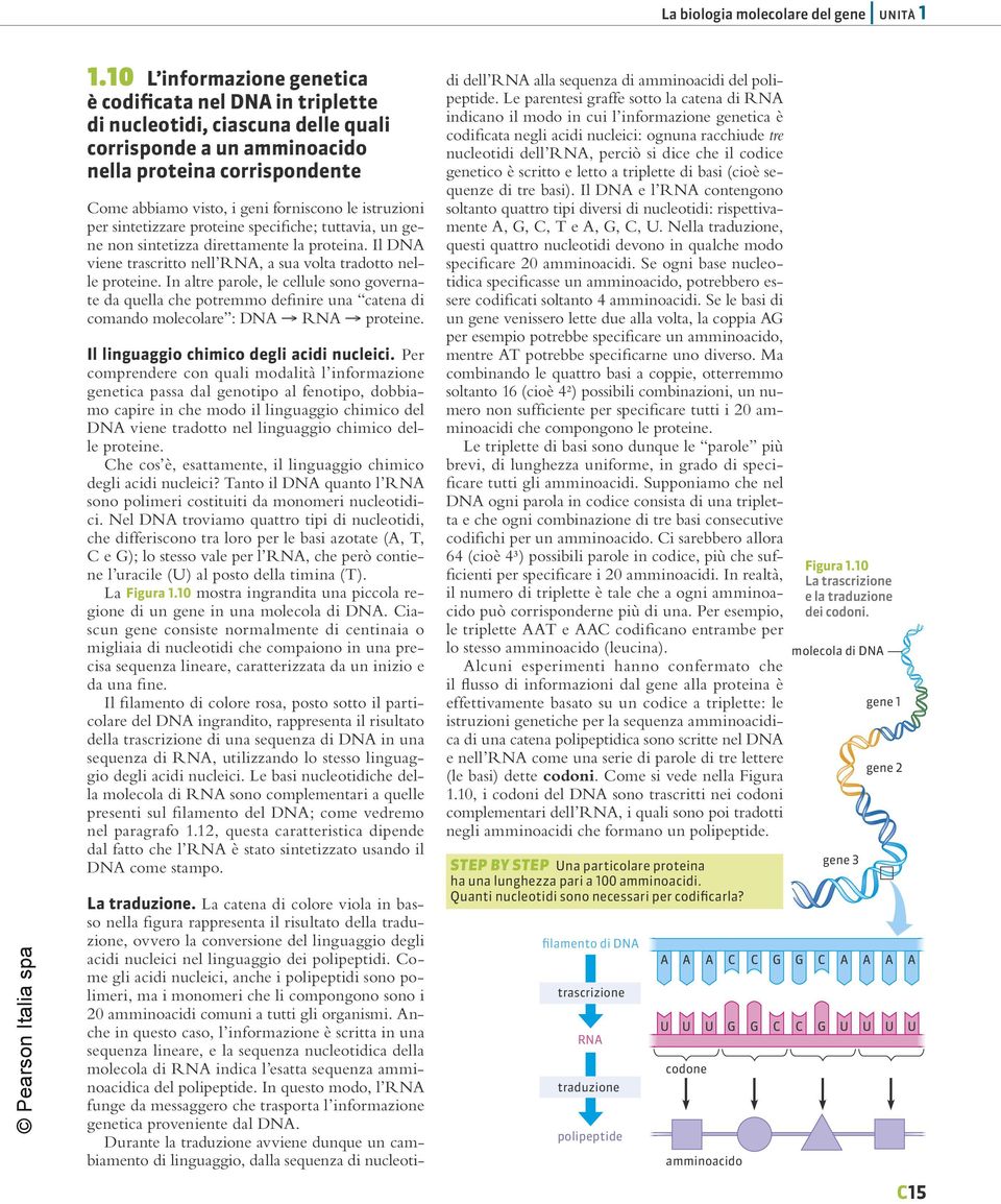 istruzioni per sintetizzare proteine specifiche; tuttavia, un gene non sintetizza direttamente la proteina. Il D viene trascritto nell R, a sua volta tradotto nelle proteine.