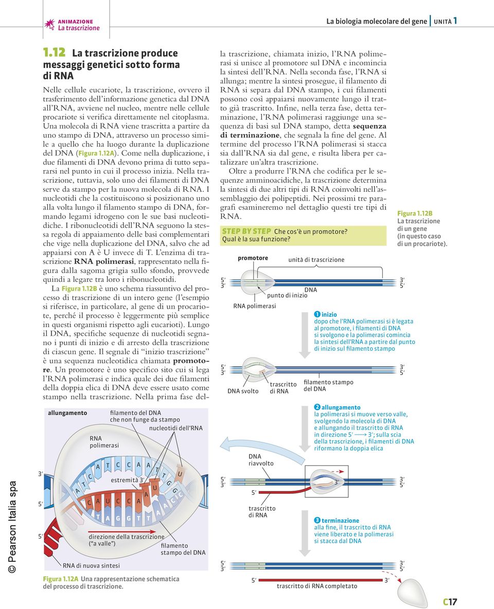 cellule procariote si verifica direttamente nel citoplasma.