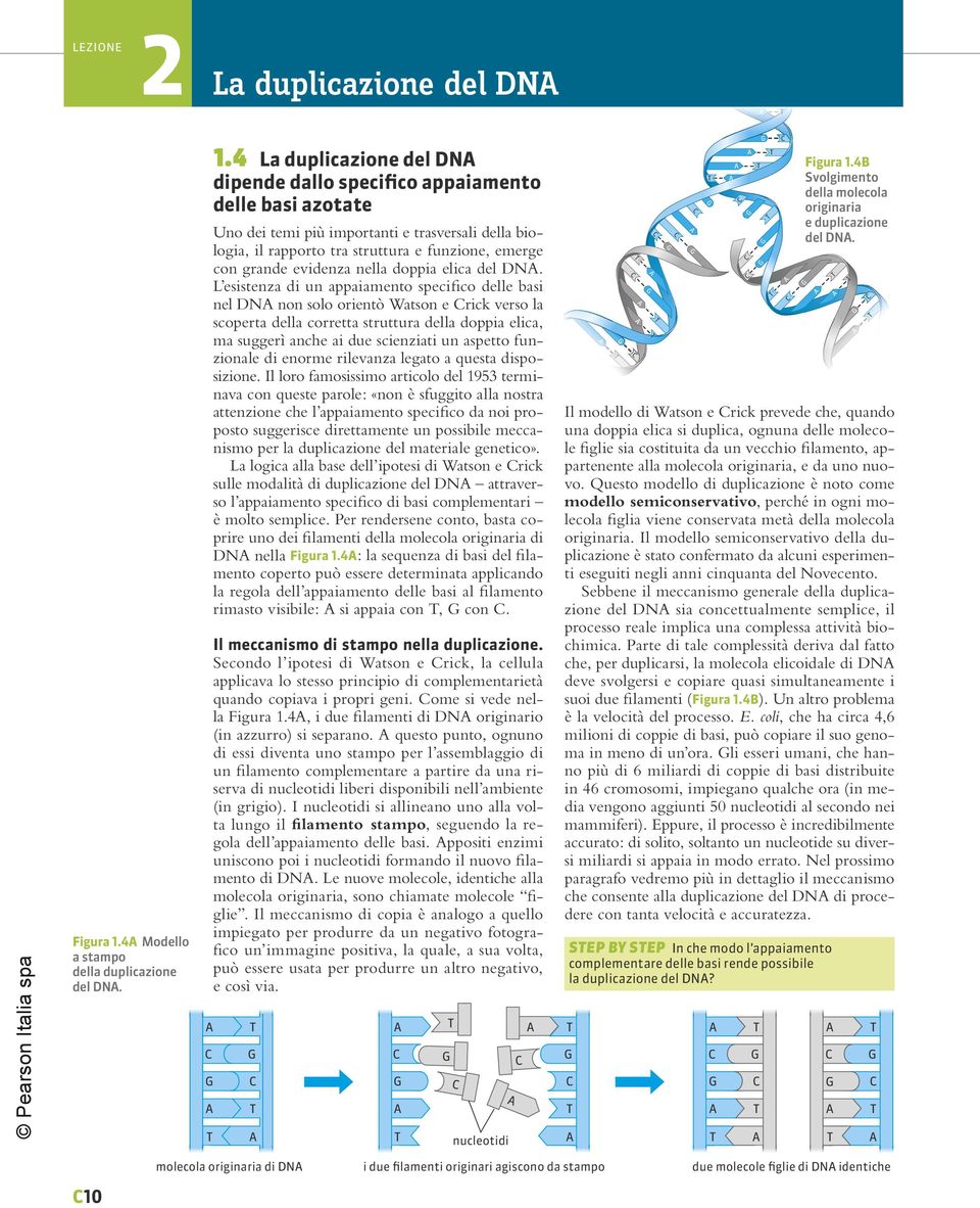 4 La duplicazione del D dipende dallo specifico appaiamento delle basi azotate Uno dei temi più importanti e trasversali della biologia, il rapporto tra struttura e funzione, emerge con grande