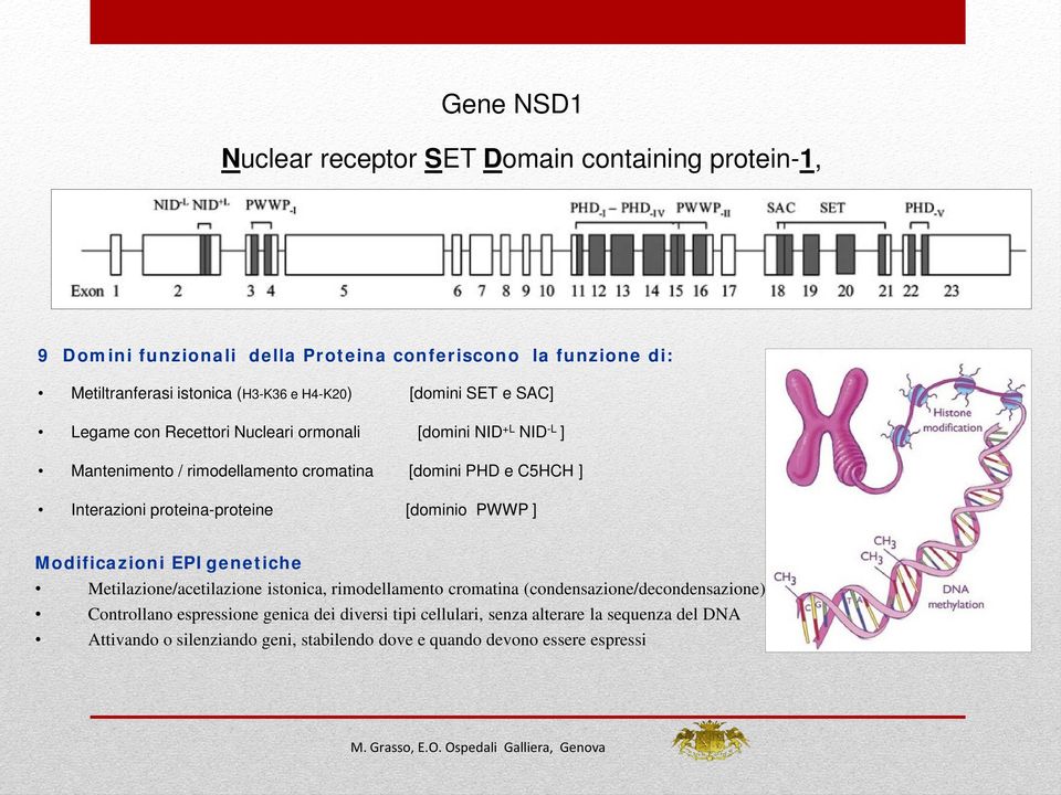 Interazioni proteina-proteine [dominio PWWP ] Modificazioni EPIgenetiche Metilazione/acetilazione istonica, rimodellamento cromatina