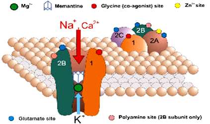 MEMANTINA Antagonista non competitivo del recettore NMDA Blocca l eccesso di attività del recettore alla base