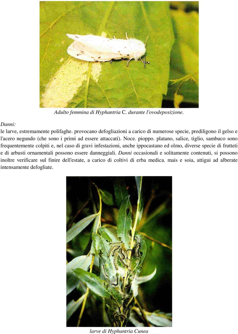 platano, salice, tiglio, sambuco sono frequentemente colpiti e, nel caso di gravi infestazioni, anche ippocastano ed olmo, diverse specie di frutteti e di arbusti