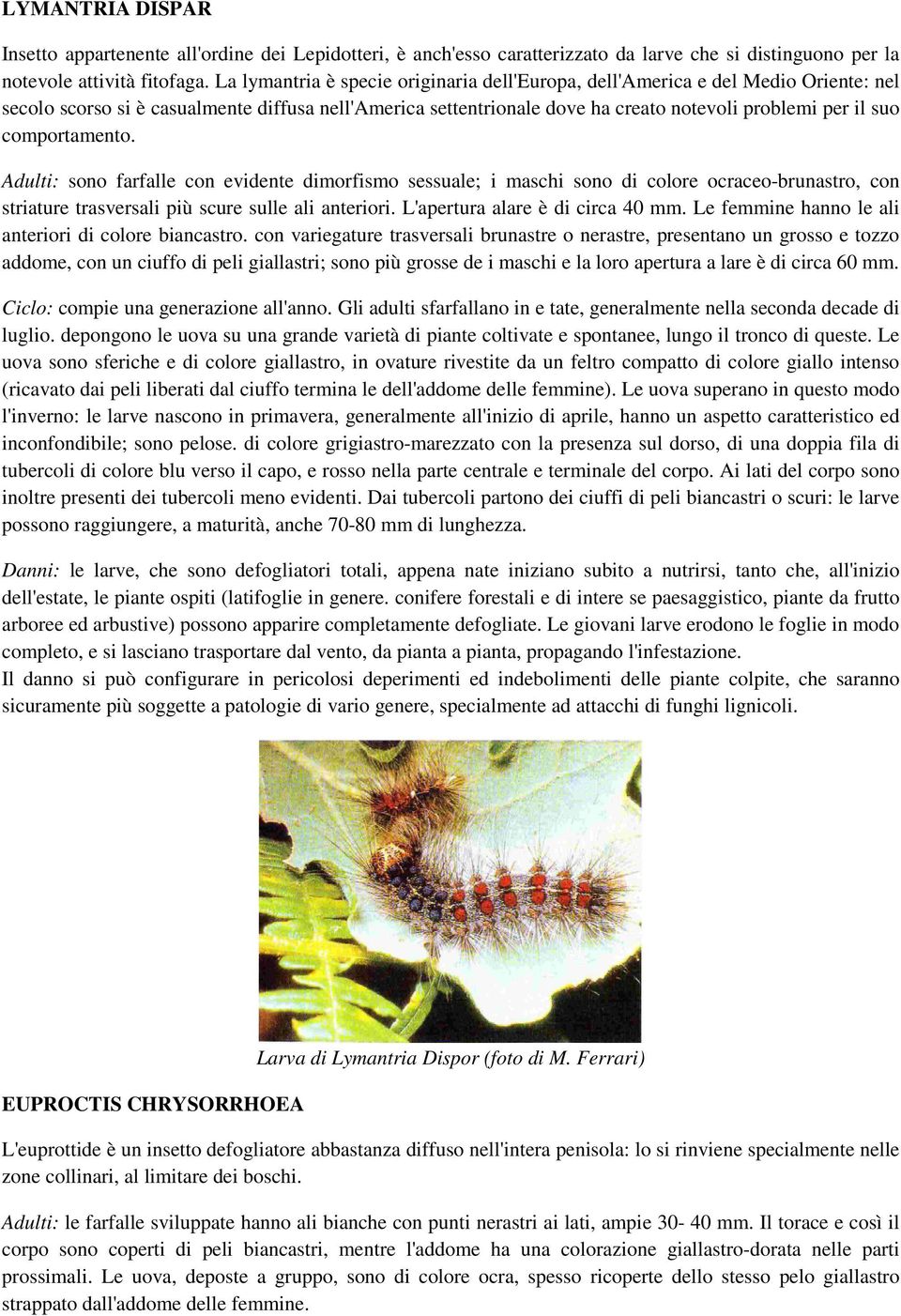 comportamento. Adulti: sono farfalle con evidente dimorfismo sessuale; i maschi sono di colore ocraceo-brunastro, con striature trasversali più scure sulle ali anteriori.