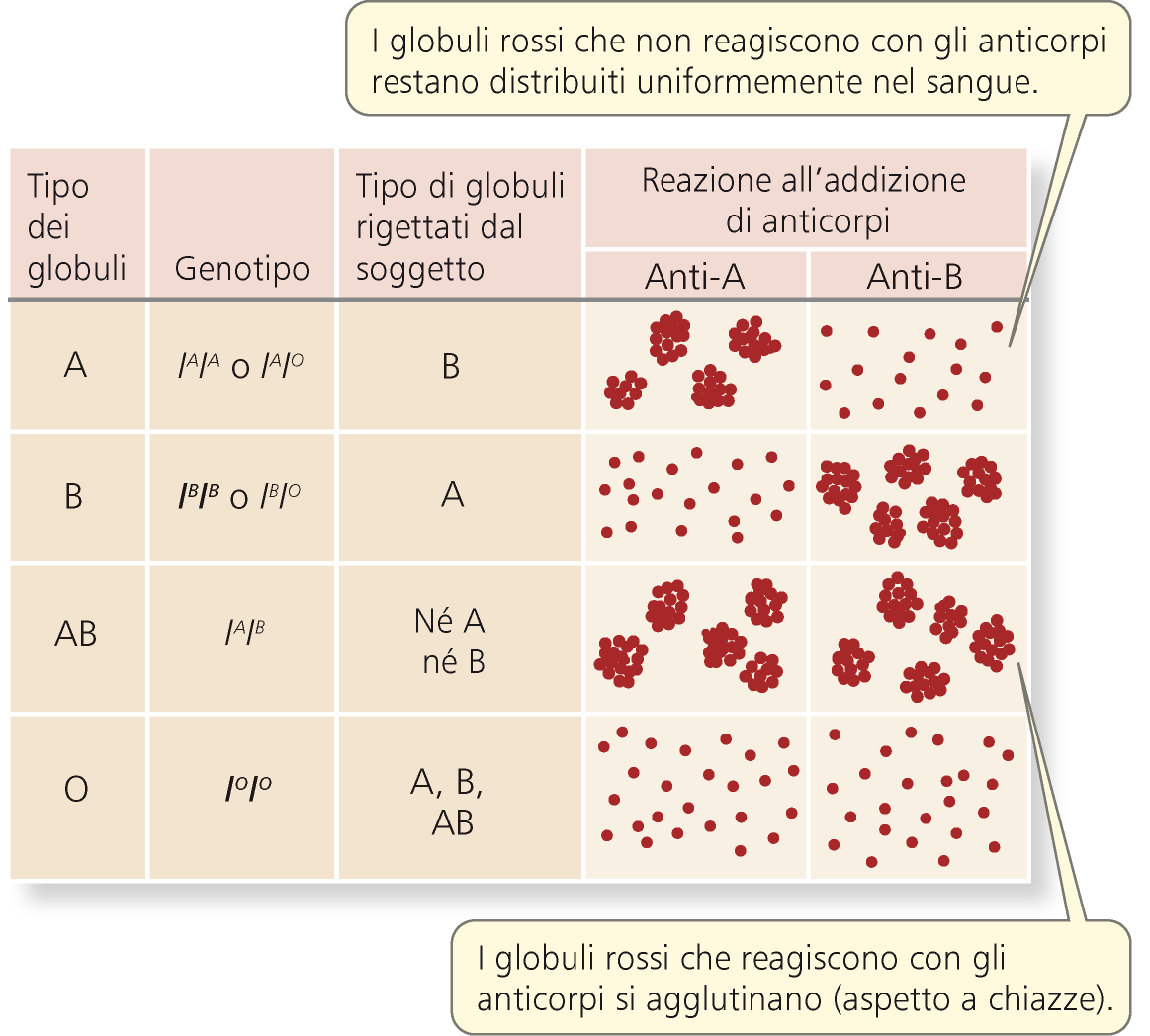 Ereditando 1 allele da ogni genitore, si possono avere diverse combinazioni di alleli I A I B, I A I 0, I A