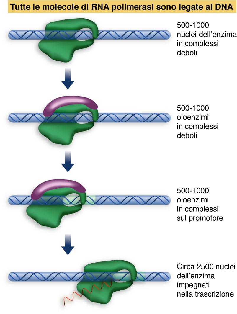 in una cellula di E.