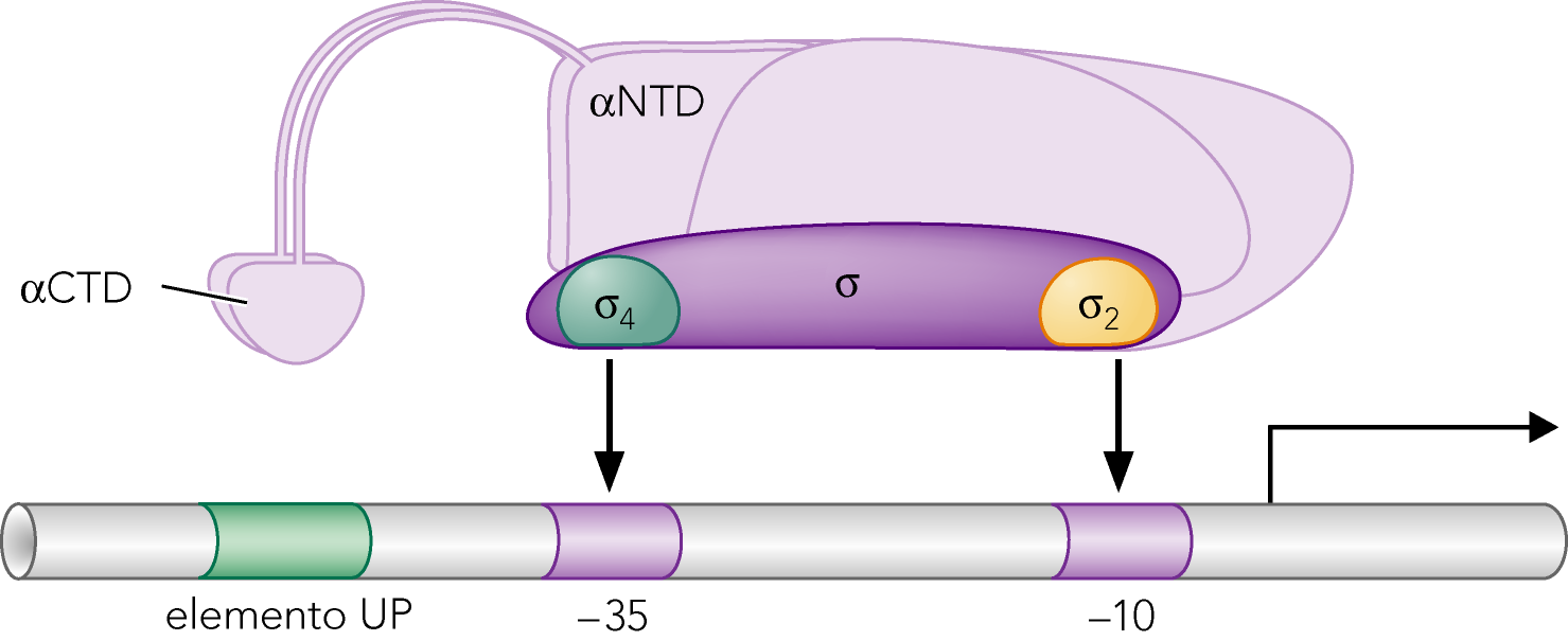 rrna