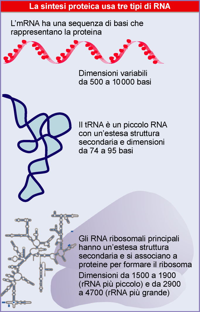 CLASSI DI RNA UNIVERSALI mrna: codifica le proteine trna: trasporto di aminoacidi per traduzione rrna: costituenti del Ribosoma SPECIFICI DI EUCARIOTI snrna: (piccoli RNA