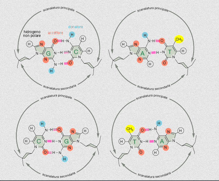 interazioni DNA - proteina codice di riconoscimento sul DNA dalla scanalatura principale ciascuna