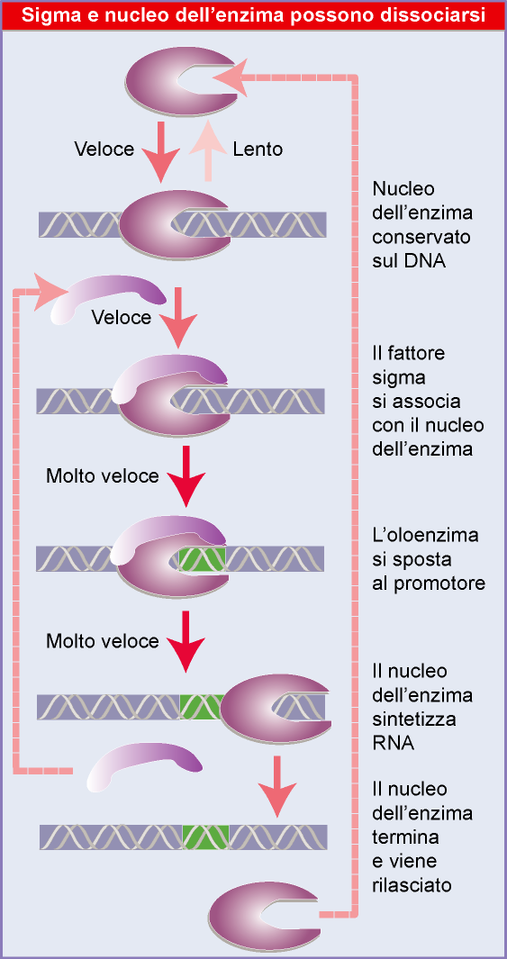 come funziona sigma? RNA polimerasi incontra un dilemma nel conciliare inizio e allungamento.