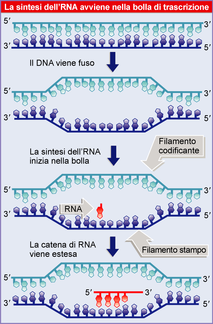 la sintesi di RNA avviene nella bolla di trascrizione è la RNA pol (sigma) che crea la bolla di Tx quando si lega ad un