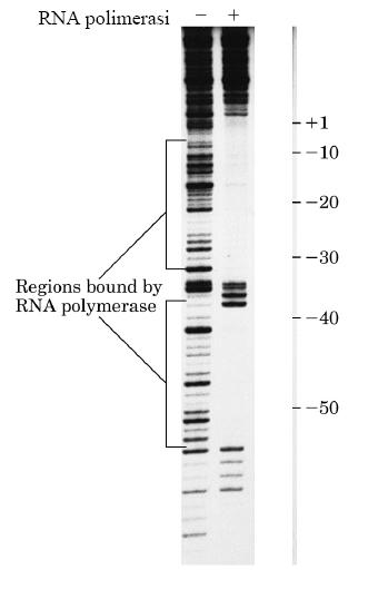 l RNA polimerasi cambia