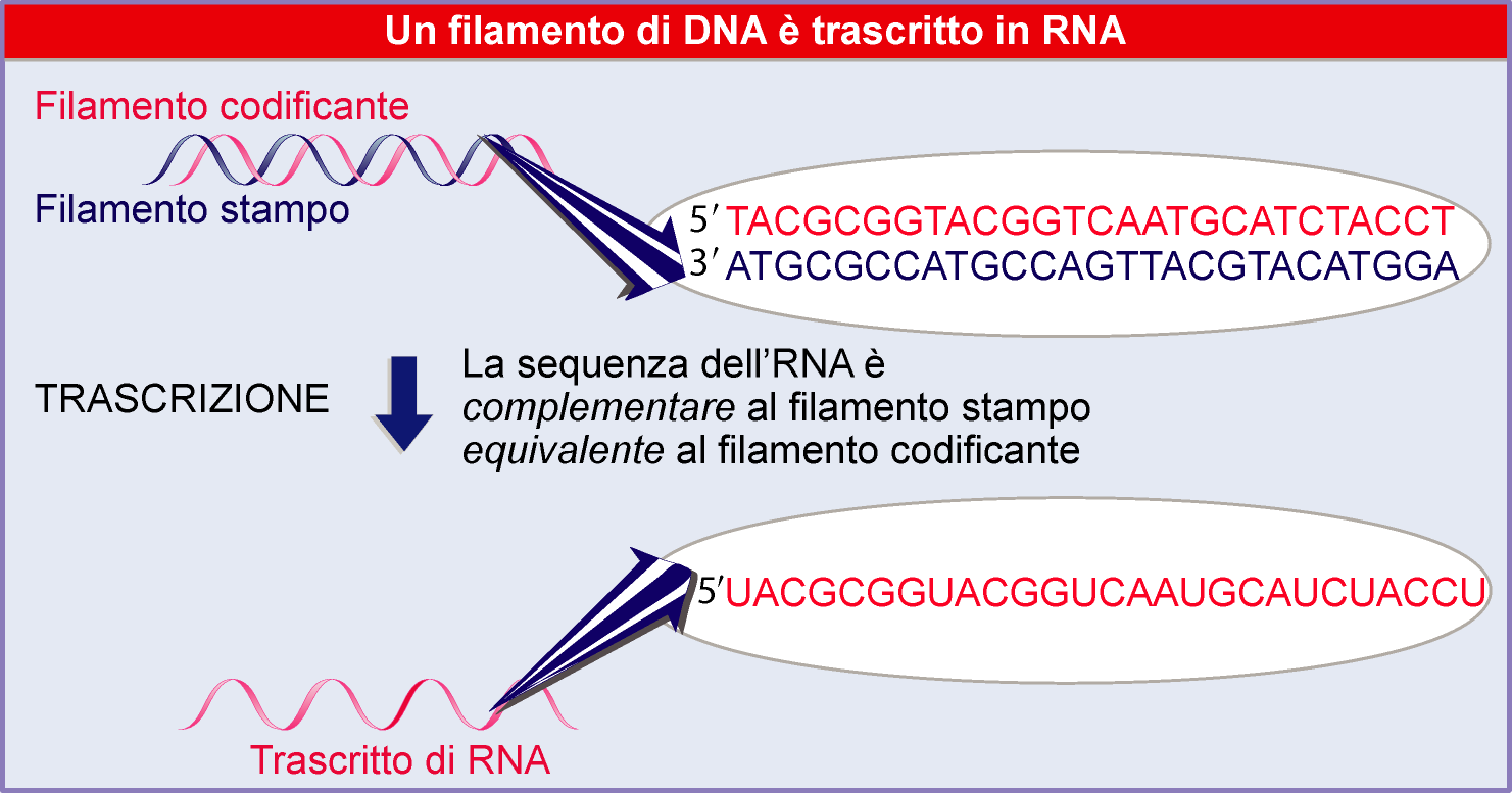 DNA RNA filamento CODIFICANTE: -orientamento 5-3 -stessa sequenza nel TRASCRITTO di RNA (U al posto di T)
