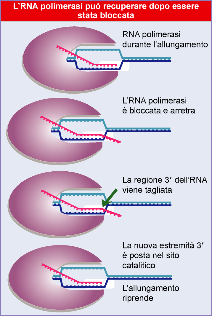 una RNA polimerasi bloccata può riprendere la trascrizione quando il DNA è danneggiato quando mancano i nucleotidi l enzima (la bolla tx) fa retromarcia e rimane bloccata fino alla