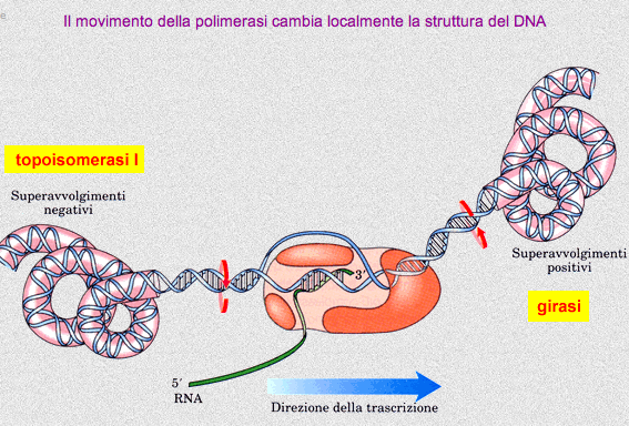 due enzimi: girasi e topoisomerasi intervengono per ripristinare il normale stato di avvolgimento nel DNA girasi