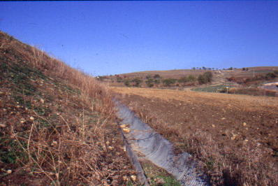 Foto 24 - Autostrada Fiano Orte Scarpate in trincea in argilla minerale Piantagione di arbusti ed alberi (Foto G. Sauli 1998) 6.5 