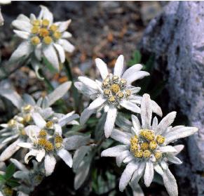 Edelweiss o stella alpina (Leontopodium alpinum) contiene molte sostanze dotate di attività antiossidante: acidi fenolici (caffeico, clorogenico, vanillico), derivati cumarinici e, soprattutto, acido