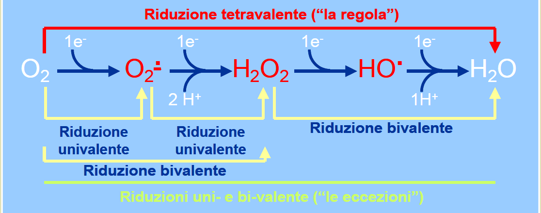 I mitocondri vengono considerati la fonte principale di ROS cellulari poiché il radicale superossido viene generato costantemente durante la fosforilazione ossidativa e può essere convertito in H 2 O